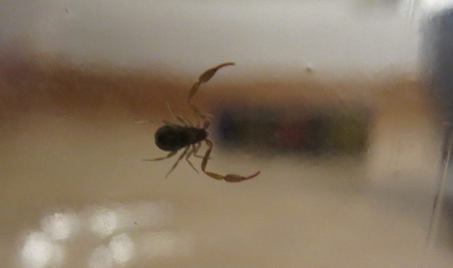 Pseudoskorpion - Insekt, das wie Skorpion aussieht